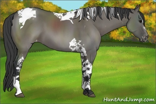Horse Color:Grullo Sabino Tobiano Appaloosa 