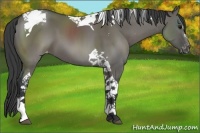 Horse Color:Grullo Sabino Tobiano Appaloosa