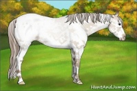 Horse Color:Grullo Pearl Sabino Blanket 