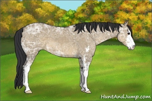 Horse Color:Brown Ice Dun Sabino 