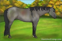 Horse Color:Grullo Sabino