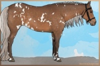 Horse Color:White Spotted Silver Brown