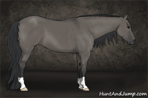 Horse Color:Grullo