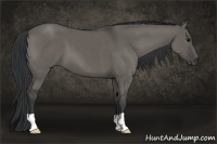 Horse Color:Grullo 