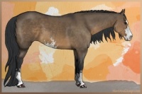 Horse Color:Brown Dun Sabino