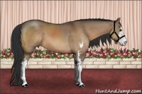 Horse Color:Brown Dun Sabino 