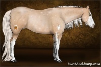 Horse Color:Silver Bay Pearl Sabino Rabicano 