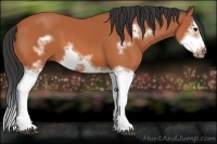Horse Color:Bay Splash Frame 