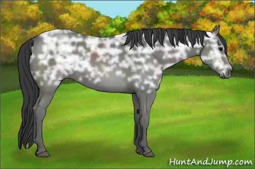 Horse Color:Grullo Ice 