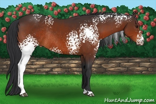Horse Color:White Spotted Brown Rabicano 