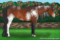 Horse Color:White Spotted Brown Rabicano 