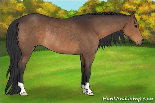 Horse Color:Brown Rabicano 