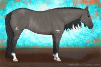 Horse Color:Grullo Rabicano 