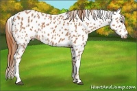Horse Color:Chestnut Appaloosa