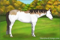 Horse Color:Amber Champagne Sabino Splash