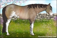 Horse Color:Brown Dun Sabino Appaloosa Rabicano 