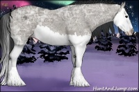 Horse Color:Grullo Ice Splash 
