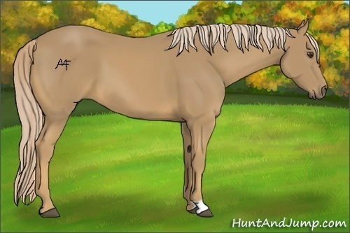 Horse Color:Palomino 