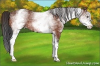 Horse Color:White Spotted Bay Rabicano