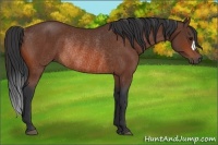 Horse Color:Bay Rabicano 