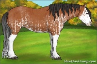 Horse Color:White Spotted Bay Splash  and Bay Splash 
