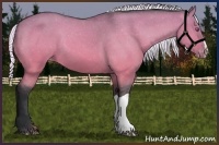 Horse Color:Silver Brown Chinchilla Dun Appaloosa 