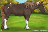 Horse Color:Liver Chestnut Tobiano 