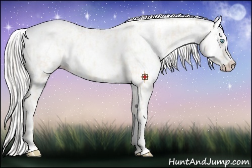 Horse Color:Cremello Roan Appaloosa  and Cremello Roan Appaloosa 