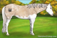 Horse Color:Silver Classic Champagne Ice Sabino Splash 