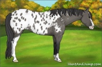 Horse Color:Grullo Sabino Appaloosa Rabicano 