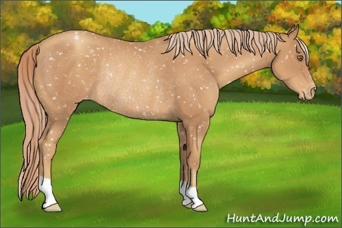 Horse Color:Gold Champagne Appaloosa Rabicano