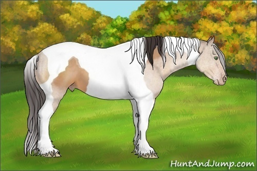Horse Color:Sable Champagne Tobiano 