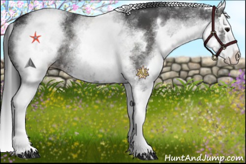 Horse Color:White Spotted Black Splash Rabicano
