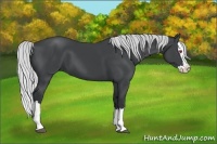 Horse Color:Silver Black Chinchilla Sabino Splash 