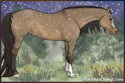 Horse Color:Liver Red Dun Appaloosa 