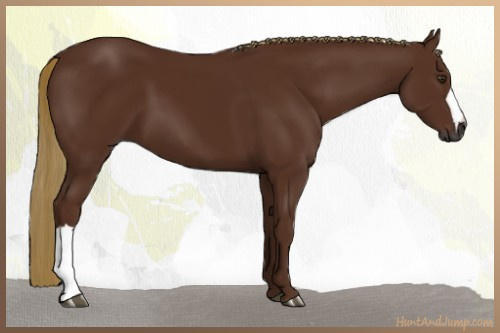 Horse Color:Gray Chestnut 