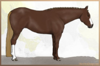 Horse Color:Gray Chestnut 