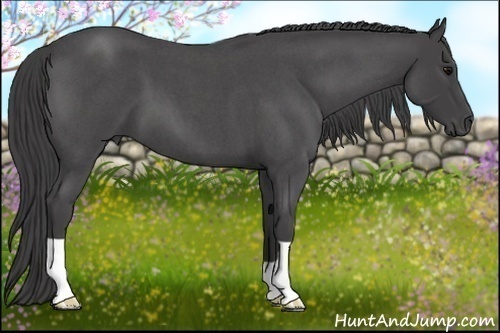 Horse Color:Smoky Blue Roan 
