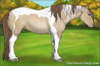 Horse Color:Grullo Pearl Sabino Tobiano 