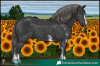 Horse Color:Liver Chestnut Mushroom Sabino 