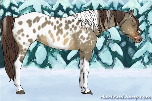 Horse Color:Bay Dun Tobiano Appaloosa 