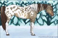 Horse Color:Bay Dun Tobiano Appaloosa