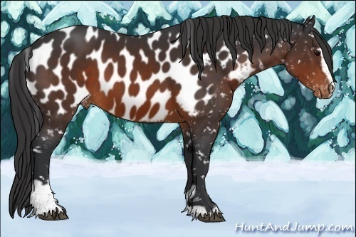 Horse Color:Brown Sabino Near Leopard 