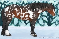 Horse Color:Brown Sabino Near Leopard 