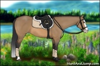 Horse Color:Bay Dun Splash 