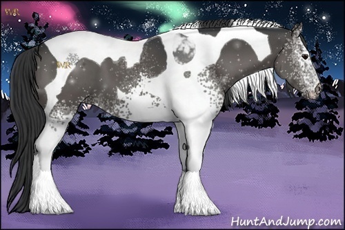Horse Color:White Spotted Grullo Tobiano 