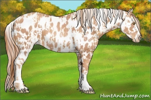 Horse Color:Gold Champagne Appaloosa  and Gold Champagne Appaloosa 