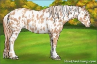 Horse Color:Gold Champagne Appaloosa and Gold Champagne Appaloosa