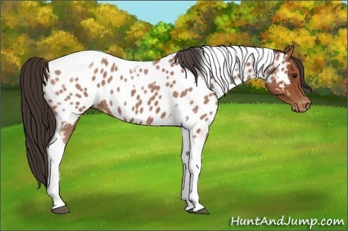 Horse Color:Bay Roan Tobiano Near Leopard