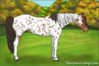 Horse Color:Bay Roan Tobiano Near Leopard 